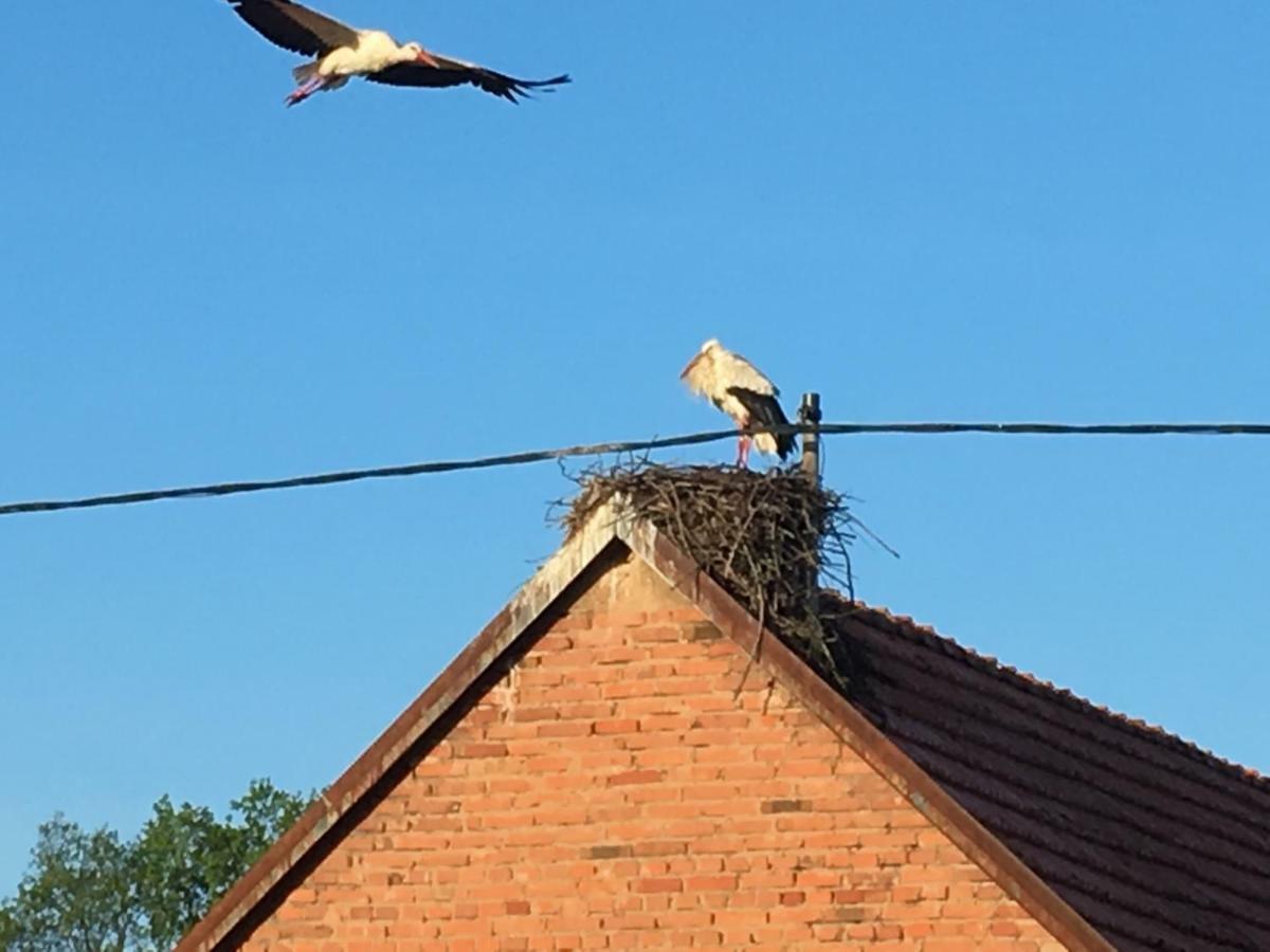 Maison d'hôtes Le nid de cigognes à Menchhoffen Extérieur photo